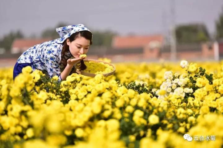 云臺冰菊基地發(fā)生了什么？一批批領(lǐng)導(dǎo)專家團(tuán)隊(duì)前來！